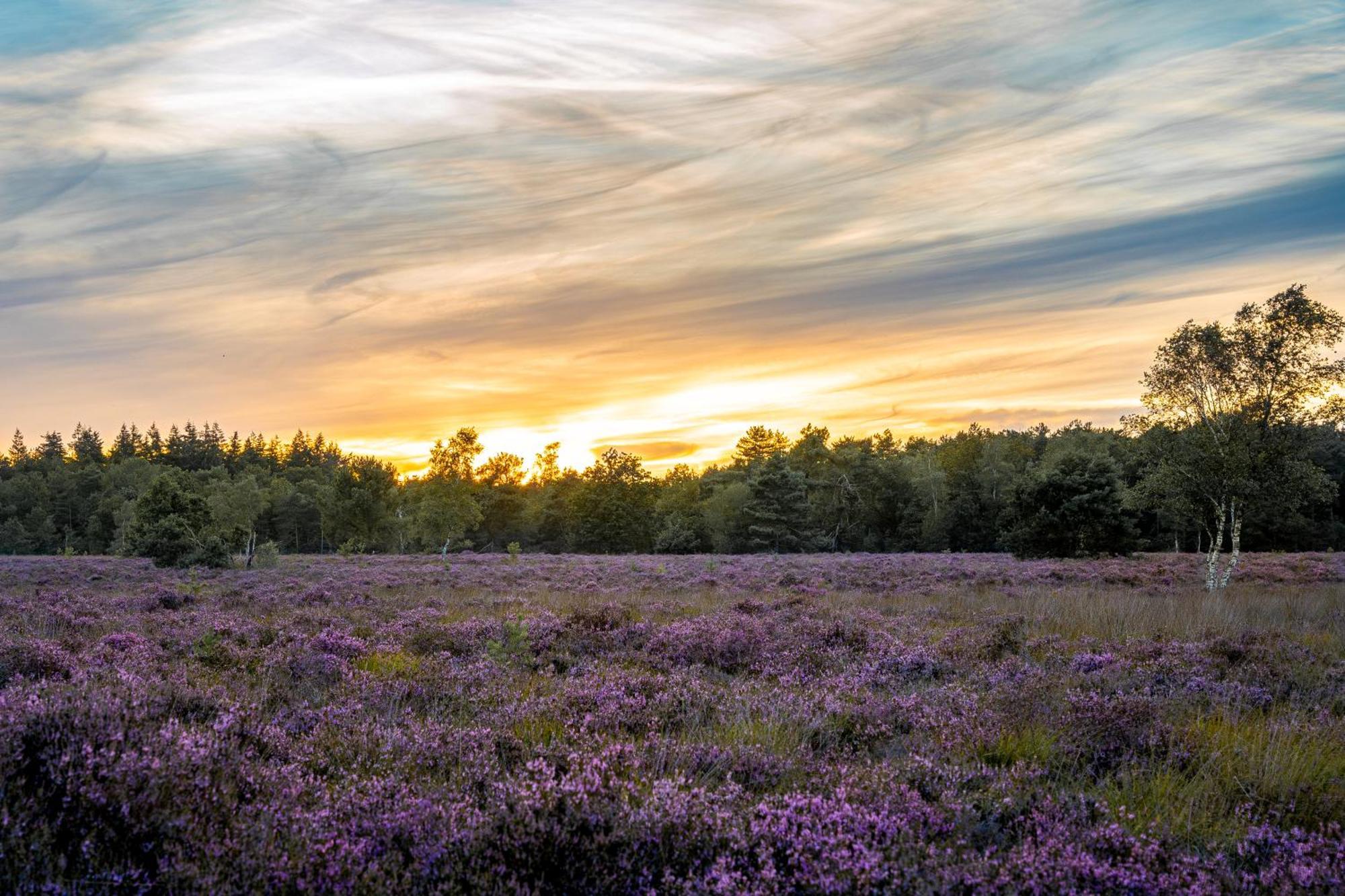 Veluwe Park Reewold Chalet Infinity Putten Exteriör bild